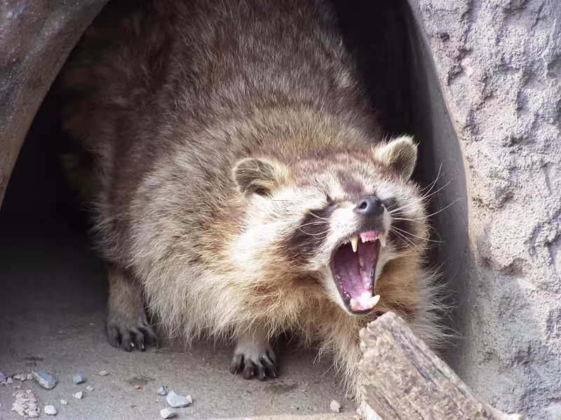 Humane Wildlife Removal