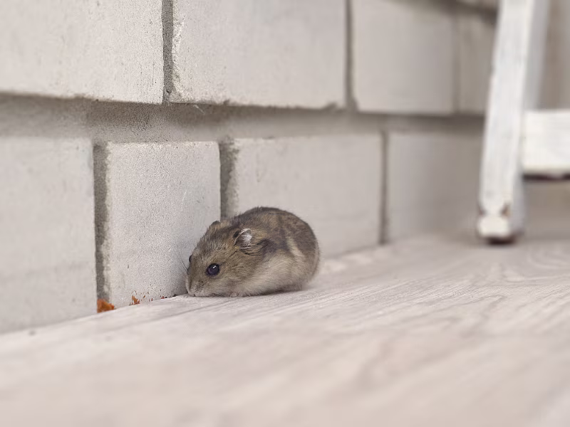 Mice Control Scarborough