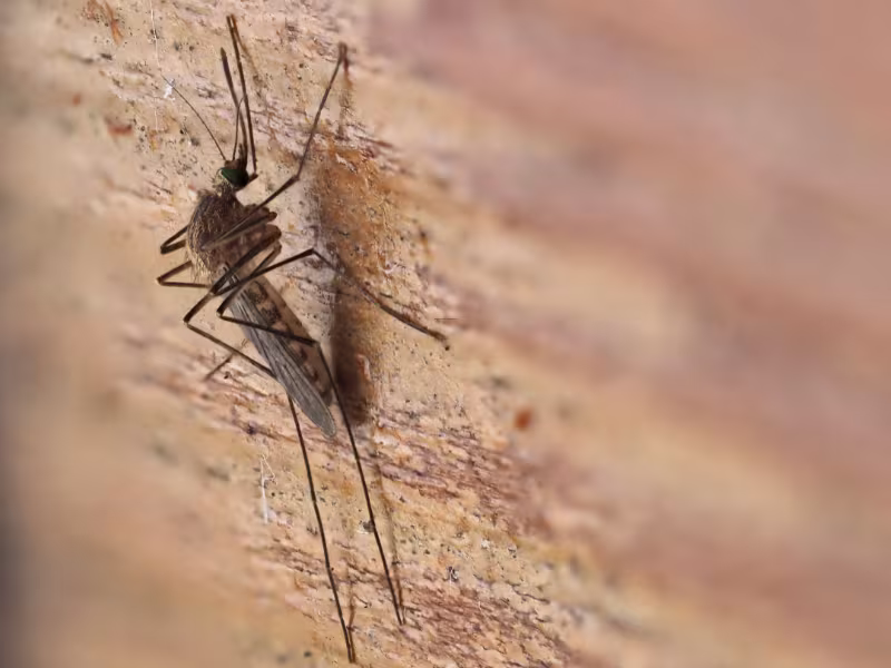 Mosquito Control