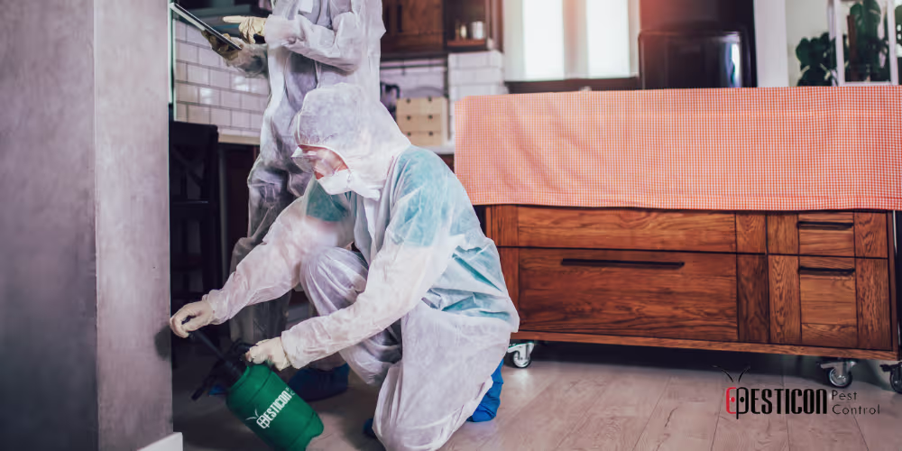 Pest Control Process Scarborough