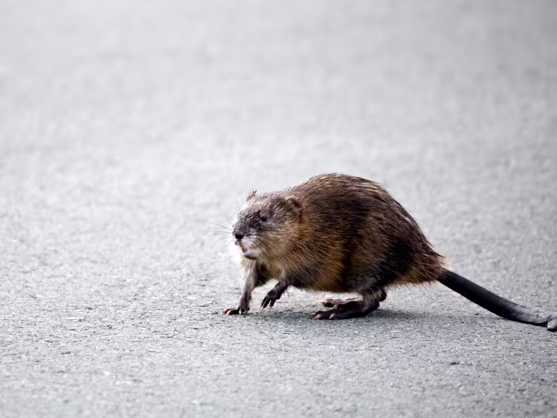Rodent Control Scarborough