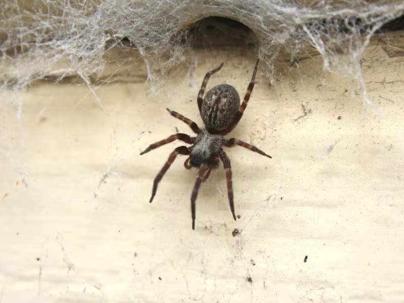 Spider Control