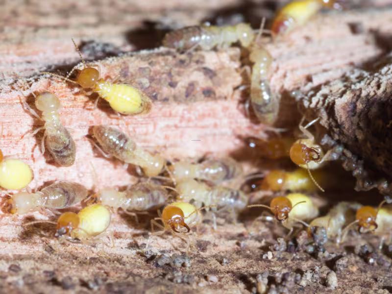 Termite Control