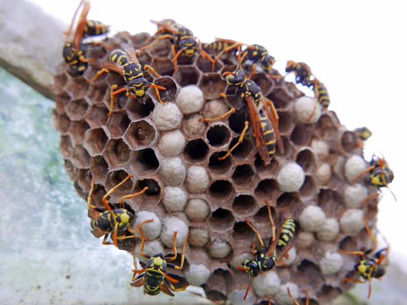 Wasps Nest Removal
