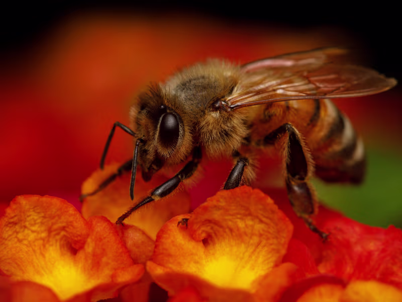 Bumblebee feeding on a flowering plant near a residential garden
