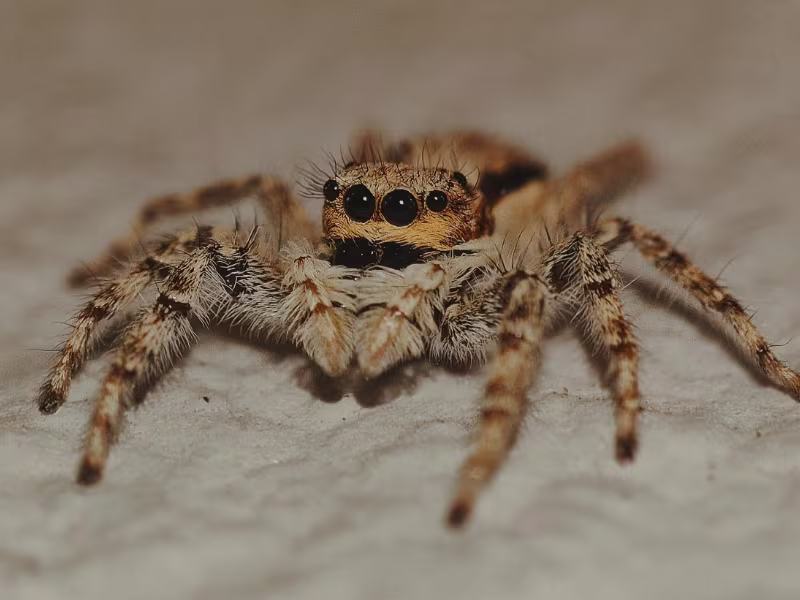 Spider pest control near me showing close-up of indoor spider