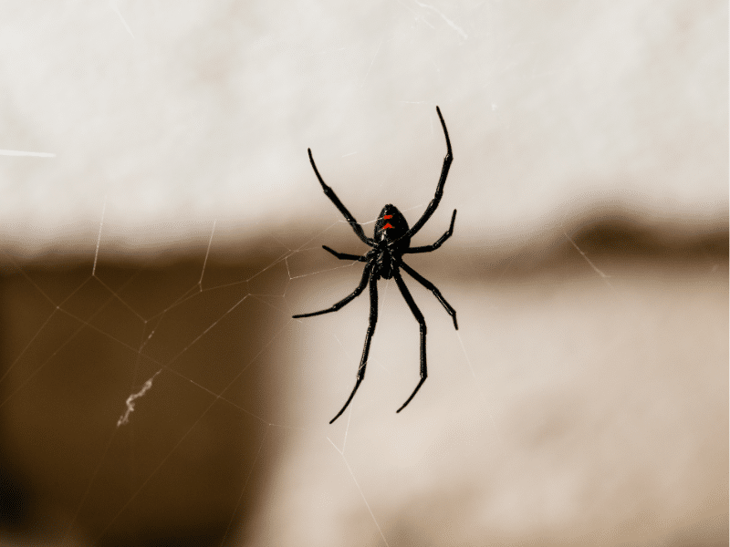 Black widow spider on web requiring professional spider removal by Pesticon