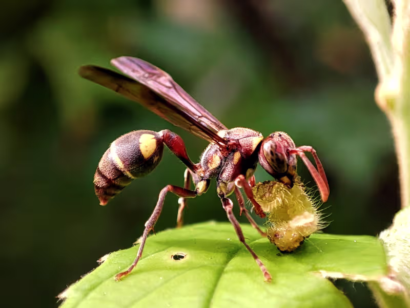 Wasp and hornet nest near manufacturing facility requiring safe removal and prevention