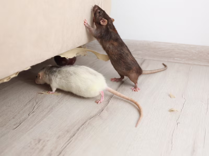 Rodent infestation in manufacturing facility requiring professional entry point sealing and baiting
