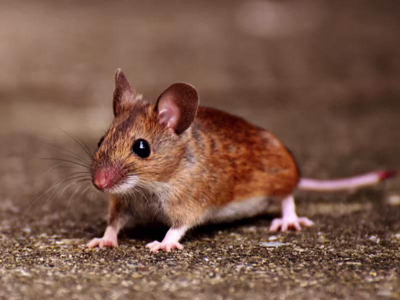 Deer Mouse