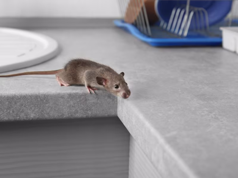 House Mouse