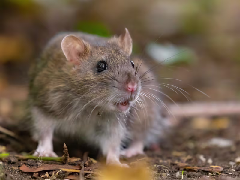 Norway Rat