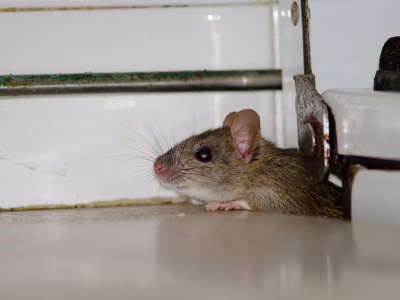 Other Rodent Species
