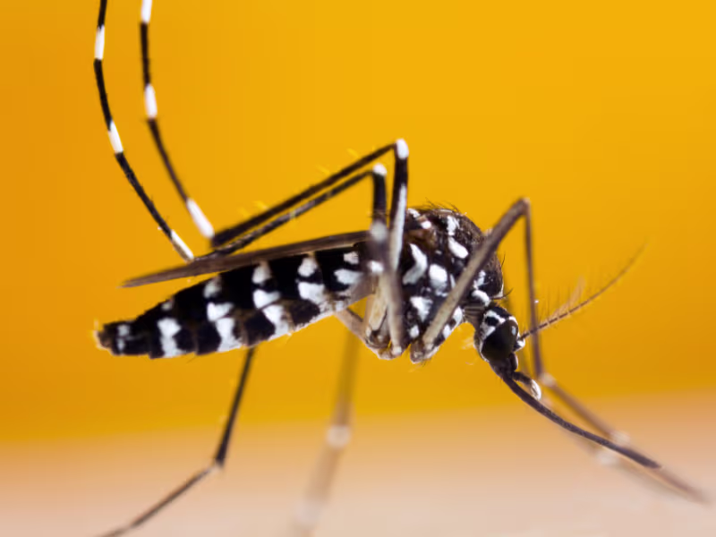 Aedes mosquito species commonly found in Toronto responsible for aggressive biting