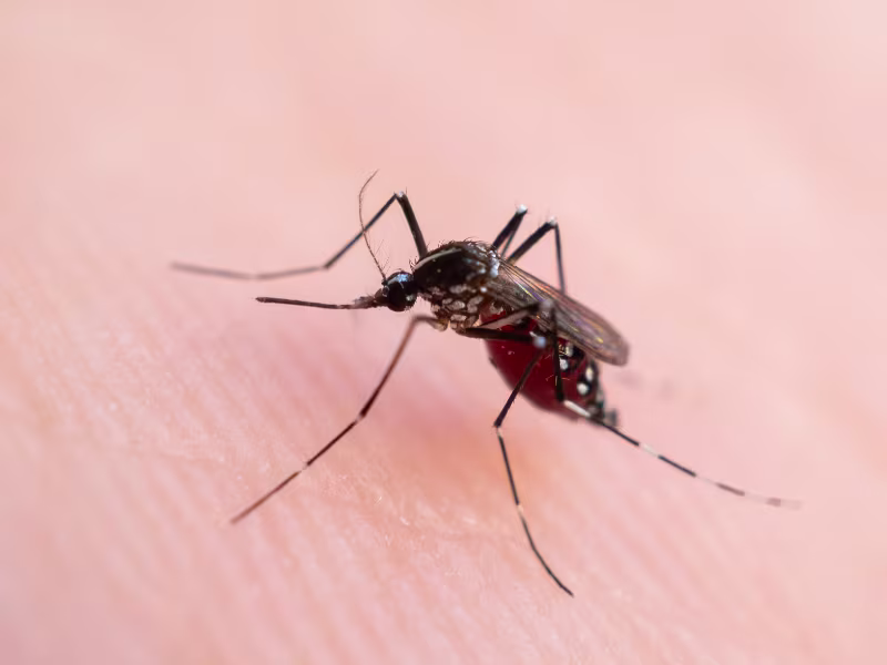 Mosquito feeding on human skin, a common cause of mosquito bites in Toronto