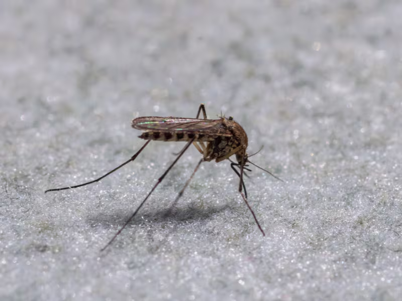 Culex pipiens mosquito on textured surface
