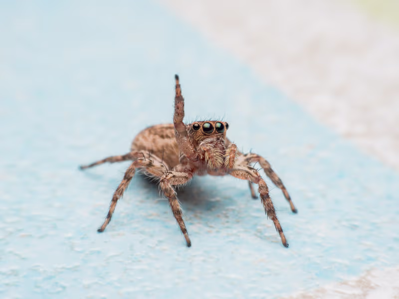 Jumping spider commonly found in Toronto homes and garages
