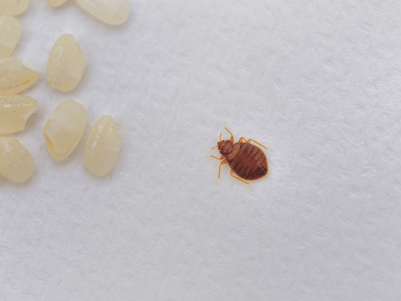 Bed bug removal Pesticon image showing an adult bed bug on fabric surface during professional bed bug inspection and treatment