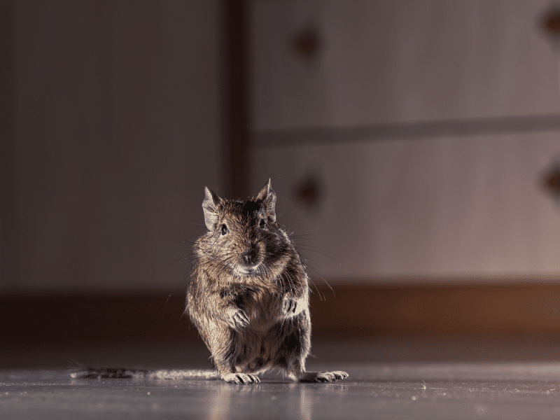 Rodent control in office building requiring entry point sealing trapping baiting and prevention guidance