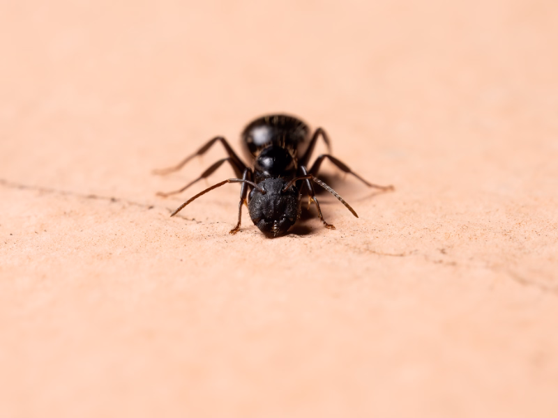 Mosquito Control Mississauga
