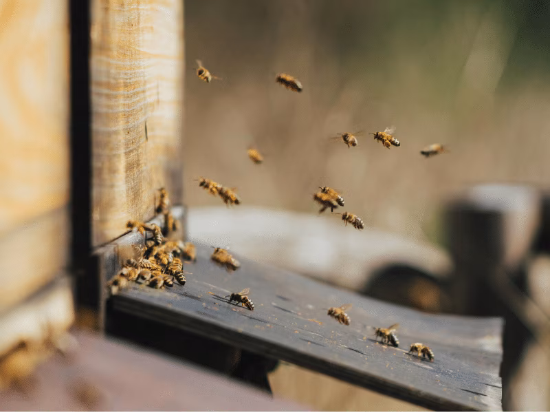Bee Removal Mississauga – Humane Bee Control