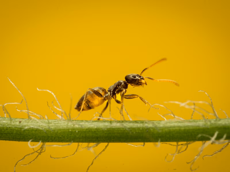 Carpenter Ant Removal Mississauga