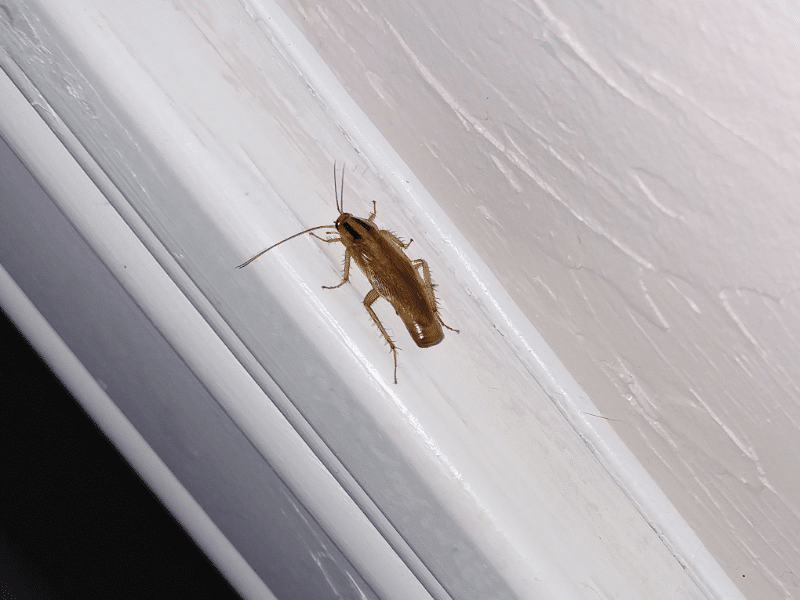 Cockroach Removal Mississauga