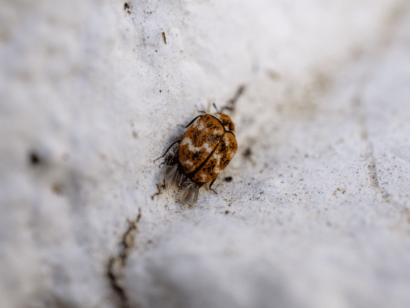 Flea Control Mississauga