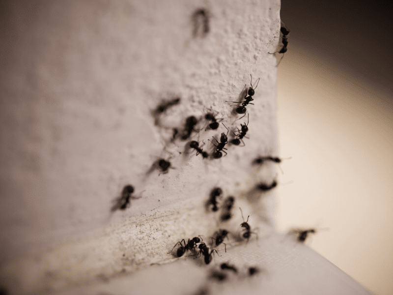 Ant Control Mississauga – All Ant Species