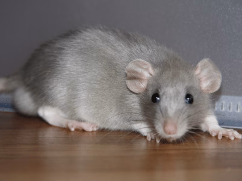 Rodent Control Mississauga