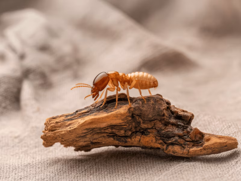 Termite Control Mississauga