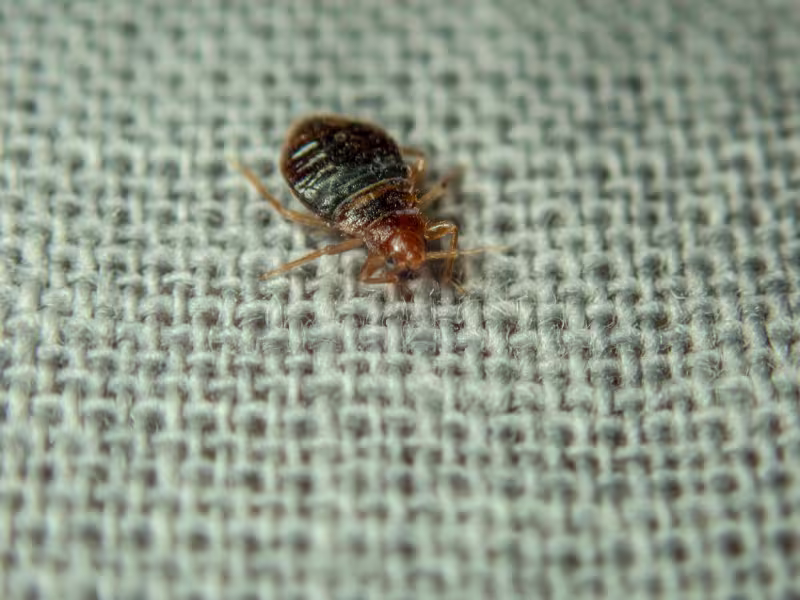 Bed bug infestation requiring heat treatment, chemical treatment, and full eradication