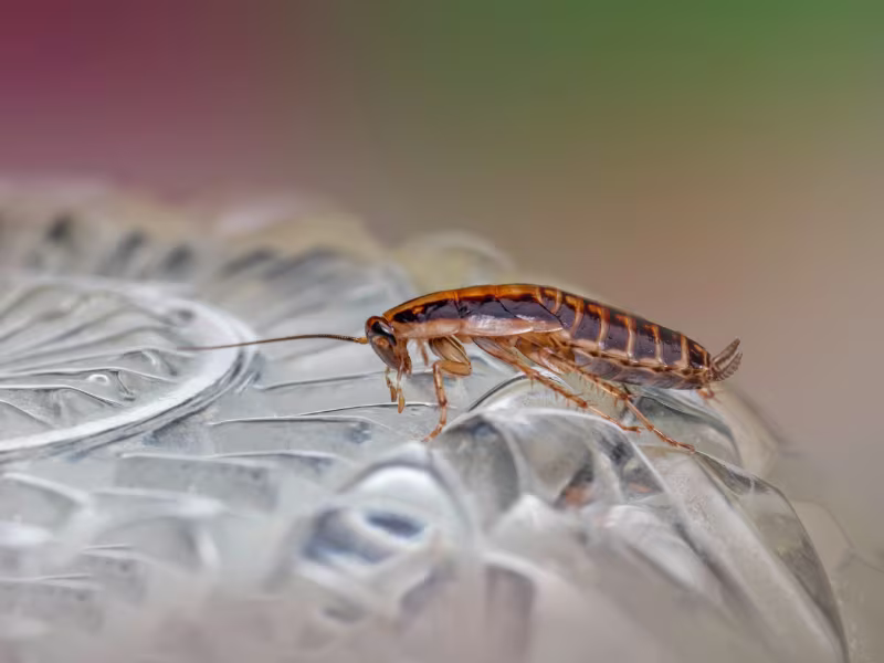 Cockroach infestation in a commercial kitchen requiring gel baiting and residual sprays