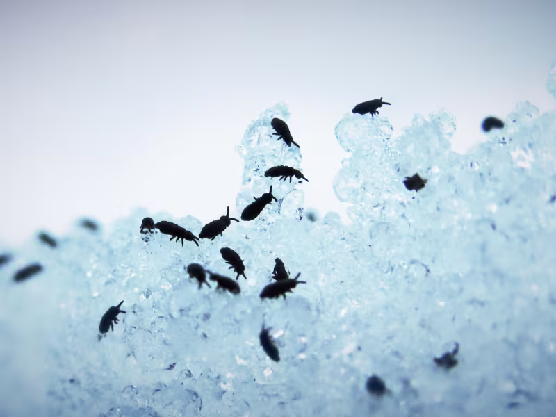Flea infestation in restaurant requiring targeted treatments and monitoring
