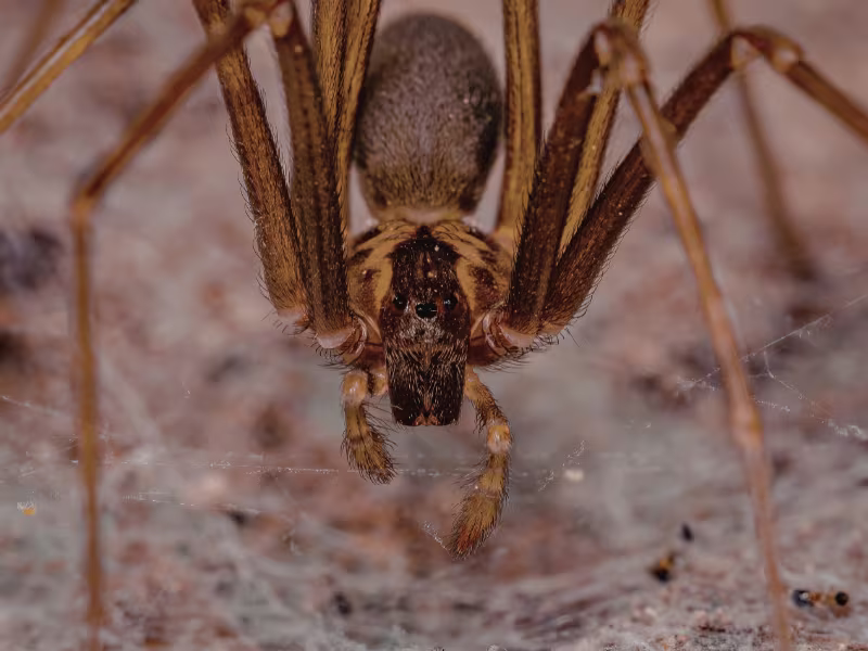 Spider webs in a restaurant requiring web removal, insect control, and barrier sprays