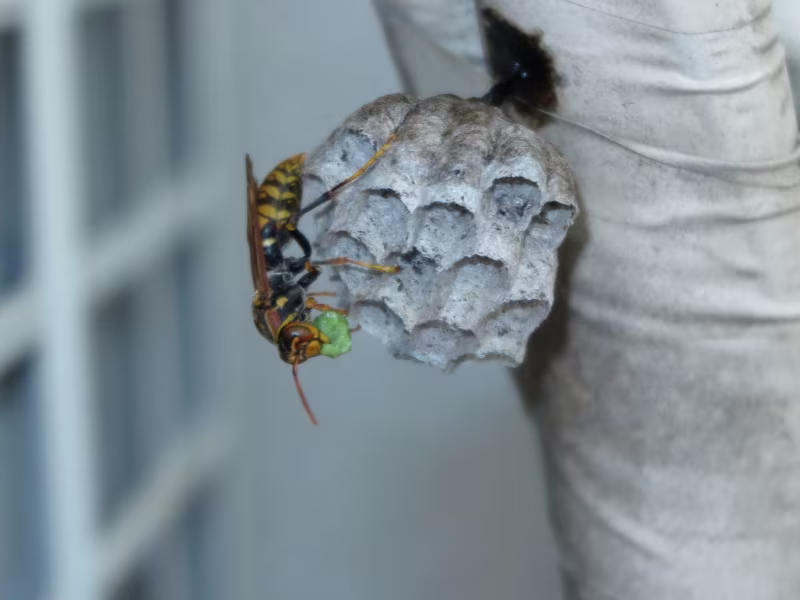Wasp nest near a restaurant patio requiring nest removal and safe handling