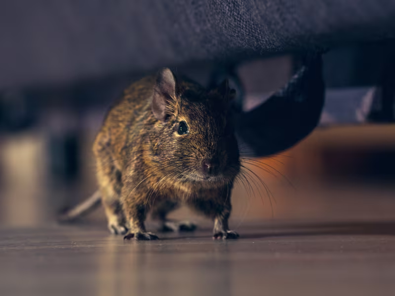 Rodent infestation in retail store requiring entry point sealing trapping baiting and prevention guidance