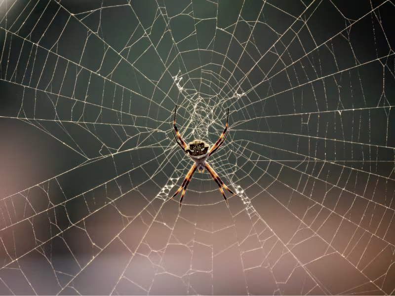 Spider infestation in retail store requiring web removal insect control and barrier sprays