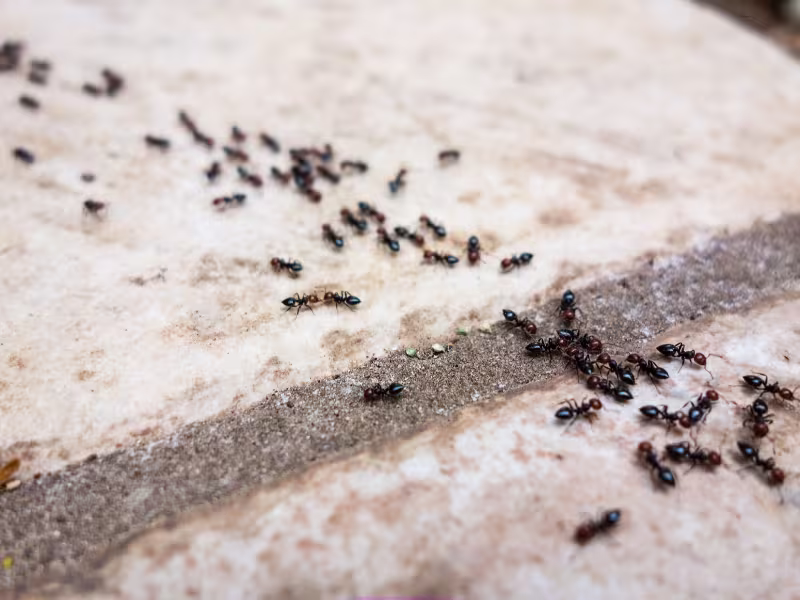 Carpenter ant infestation in retail store requiring colony elimination perimeter barriers and follow-up