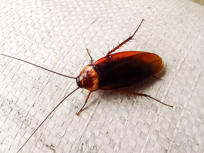 Cockroach infestation in retail store requiring gel baiting residual sprays and sanitation advice