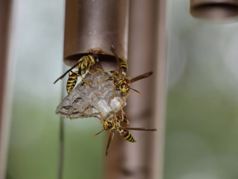 Wasp and hornet nest near retail store requiring nest removal prevention guidance and safe handling