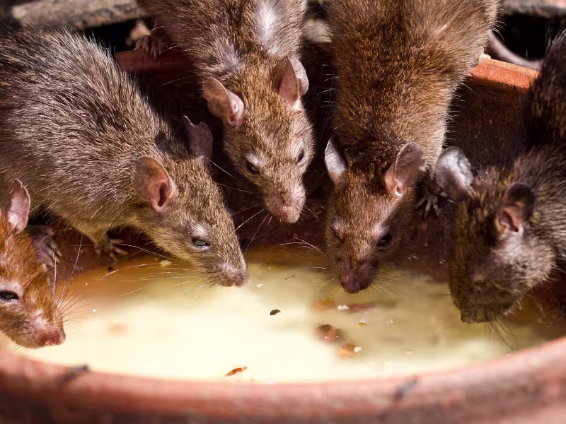 Rodent activity near residential property in Toronto showing common signs of rat infestation around foundation areas