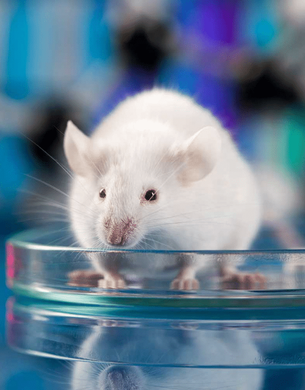 White mouse commonly found in indoor rodent infestations near food and storage areas