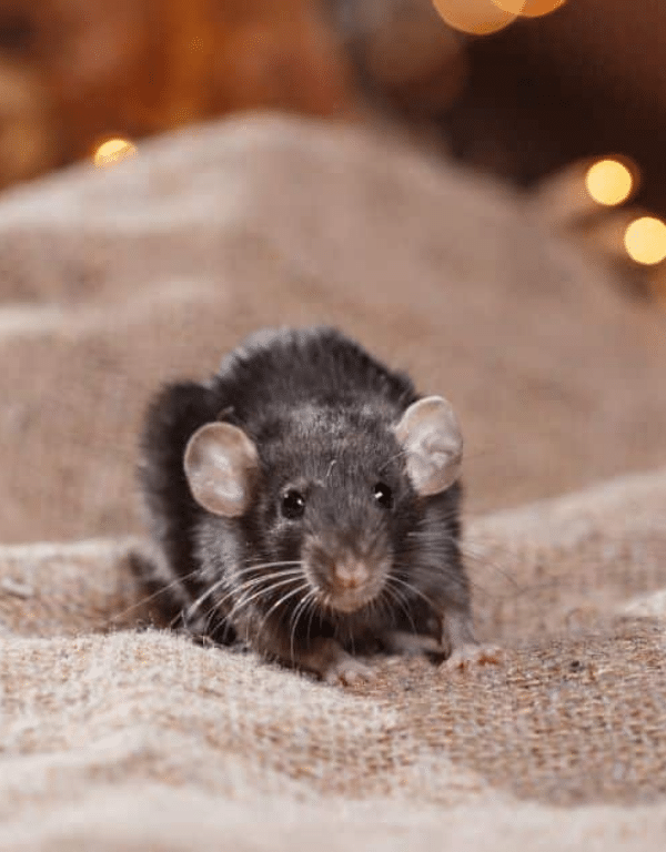Close-up of a rat commonly found in residential and commercial rodent infestations