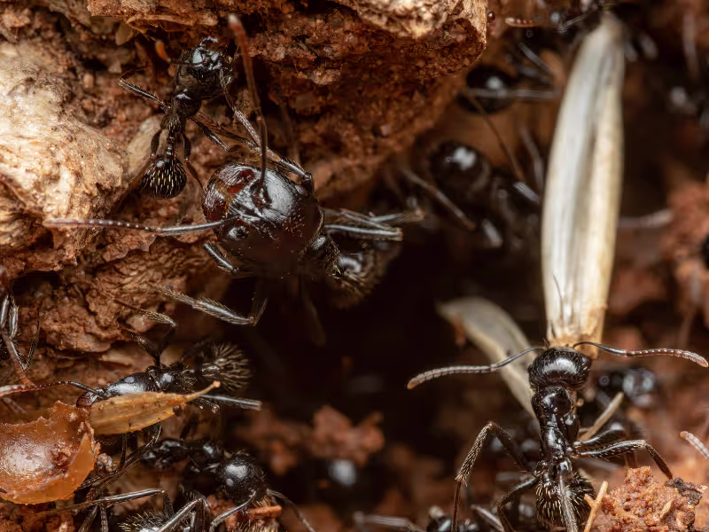 Carpenter ant colony on a school campus requiring colony elimination and perimeter barriers