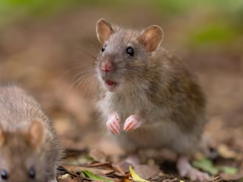 Rodent infestation in a school requiring entry point sealing, trapping, and baiting