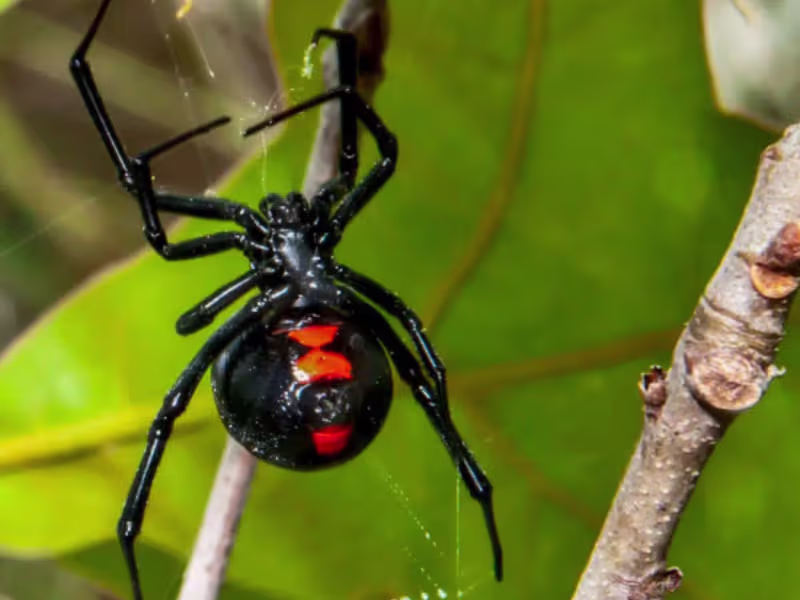 Black Widow Spiders