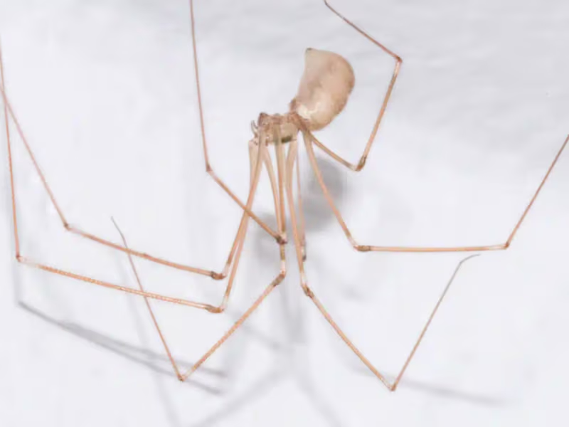 Cellar Spiders