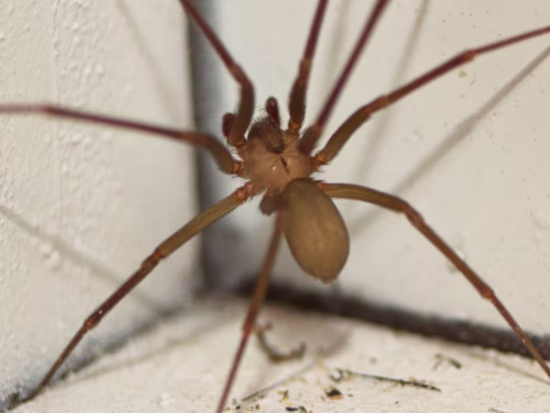 Common House Spiders