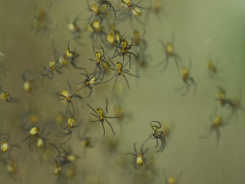 Why spider activity increases in Toronto